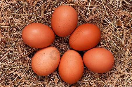 巢中的鸡蛋美食家禽农场稻草脆弱性亲热干草营养农业团体图片