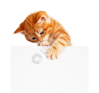 红小猫乐趣短发标语哺乳动物宠物胡须猫科海报广告橙子图片