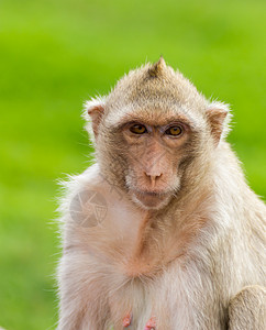 Macaque 蒙基闭锁野生动物猕猴哺乳动物动物孩子丛林生物生活头发婴儿图片