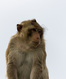 Macaque 蒙基闭锁公园哺乳动物毛皮婴儿动物生物猕猴荒野动物园丛林图片