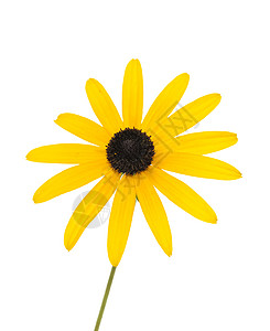 鲁德贝基亚 fulgida植物黄色花瓣花头宏观单株图片