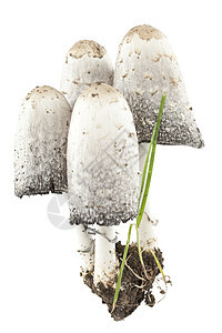 科克里纳斯昏迷植物土壤宏观白色食物蘑菇蔬菜图片