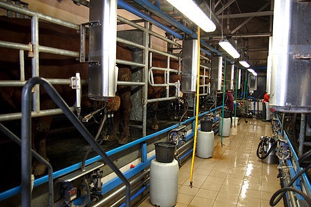 农场奶牛牛奶农业技术挤奶动物机器乡村哺乳动物奶制品乳房图片