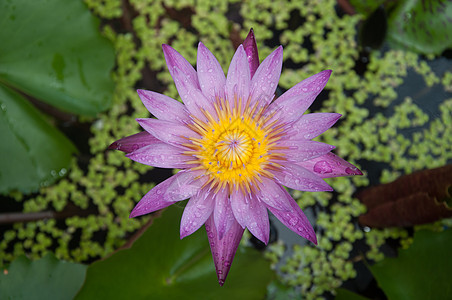 水中的百合花叶子绿色紫色植物黄色图片