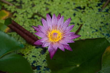 水中的百合花绿色黄色叶子紫色植物背景图片