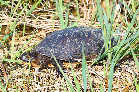 斑龟总纲动物学疱疹环境场景湿地动物科学浮萍生态图片