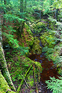 密歇根州河峡谷栖息地气氛场景植物群旅行山沟环境生态植物联盟图片