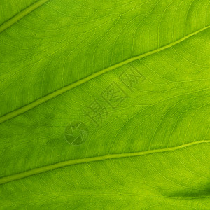 海芋叶丛林静脉耳朵植物叶子草本植物绿色芋头植被热带图片