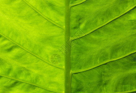 海芋叶多肉植物芋头静脉植被植物草本植物叶子绿色热带耳朵图片