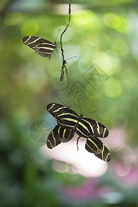 飞行蝴蝶雨林花园野生动物植物衬套动物生物树叶翅膀热带图片