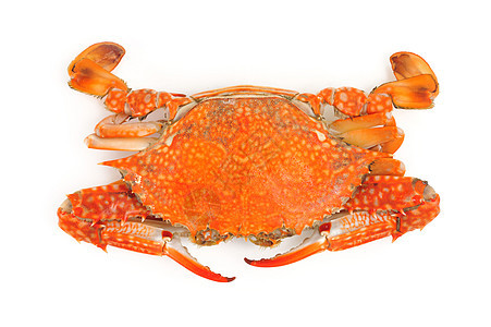 蓝蟹海鲜螃蟹动物食物用餐橙子图片