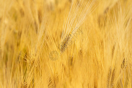 小麦田季节金子谷物小麦植物土地太阳面包生长种子图片