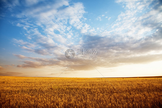 夏季景观     小麦田环境太阳收成日落土地植物天空生长粮食谷物图片