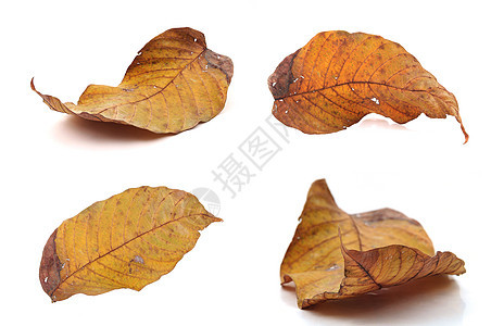 干枯叶叶植物叶子棕色纹理效果背景图片