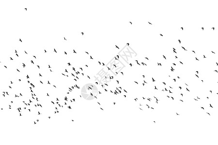 鸟类黑色航班戏剧性荒野生活动物剪影环境天空鸽子图片