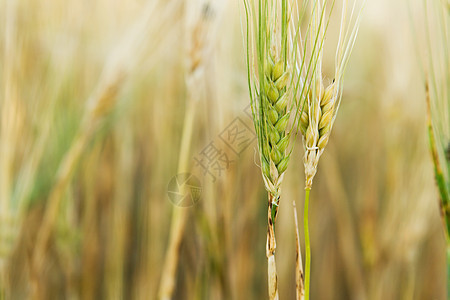 小麦干稻草耳朵食物植物面包生长金子谷物玉米面粉图片