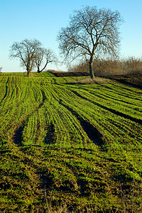 字段日光地平线晴天天空场景土地农业自由风景爬坡图片