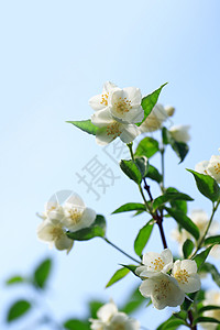 茉莉花园艺宏观柔软度生长生态香味天空花头叶子白色图片