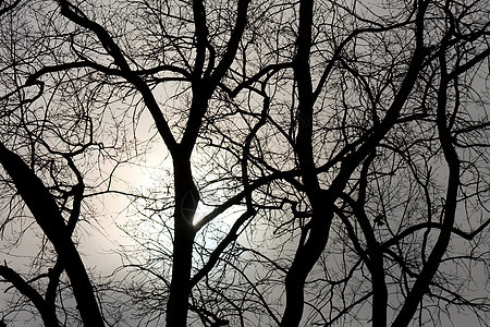 树木森林日光树叶木头天空公园桦木植被图片