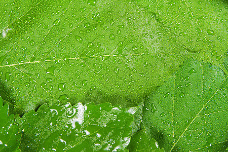 绿叶背景背景生长飞沫环境静脉水滴植物群生态雨滴生活花园图片