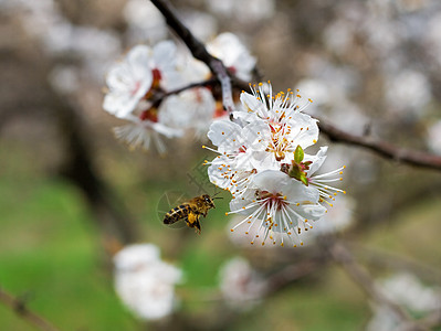 在花园中采集蜜蜂花蜜图片