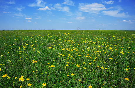 美丽的草地充满鲜花环境蓝色阳光季节场地国家农村天空地平线土地图片