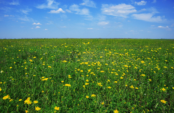 美丽的草地充满鲜花环境蓝色阳光季节场地国家农村天空地平线土地图片
