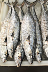 鱼海鲜市场图片