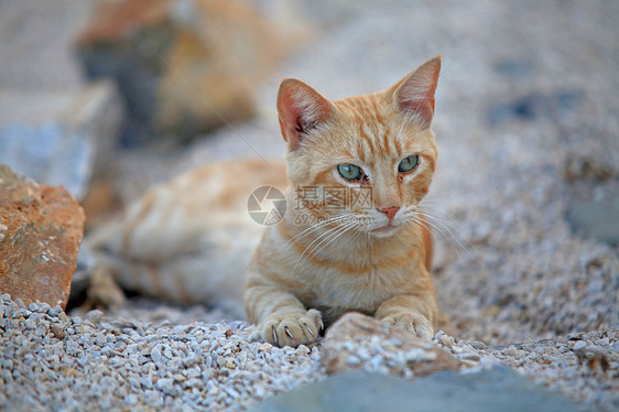 Ginger 猫尾巴毛皮动物哺乳动物胡须猫科动物猫咪头发条纹爪子图片