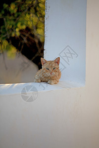 Ginger 猫头发爪子尾巴猫科动物动物猫咪哺乳动物条纹胡须毛皮图片