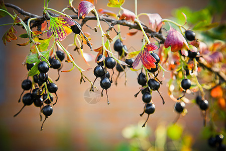 在园圃的树枝上 有黑色的花圈收成植物营养浆果果汁团体植物群园艺食物水果图片
