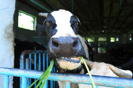 农场的奶牛动物乡村农村家畜农业哺乳动物图片