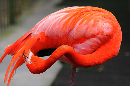 烧火动物野生动物红火烈鸟火烈鸟粉色热带脖子气候焦点图片