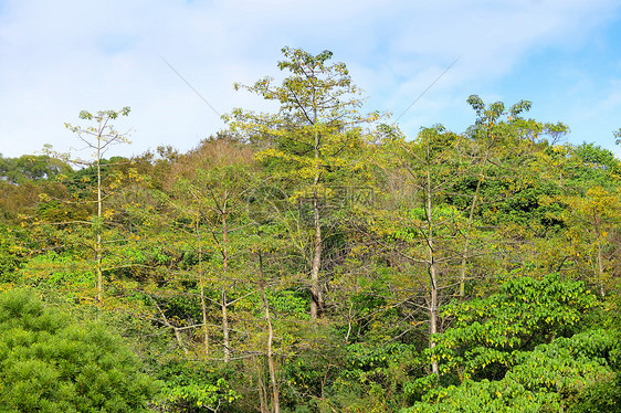 风貌热带荒野叶子雨林生长丛林森林阳光公园植物群图片
