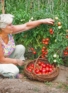 女人收获一作物番茄产品退休农业女性植物老年农场家庭蔬菜叶子图片