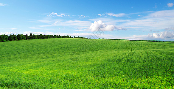 绿绿地草地阳光农村场景天空场地植物蓝色天堂地平线背景图片