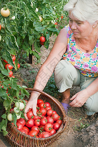 女人收获一作物番茄退休主妇女性灌木农业叶子衬套水果生长植物图片