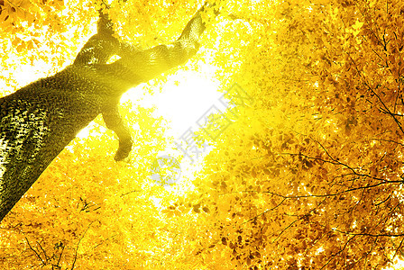 秋秋多彩太阳乡村红色森林橙子绿色叶子晴天环境公园图片