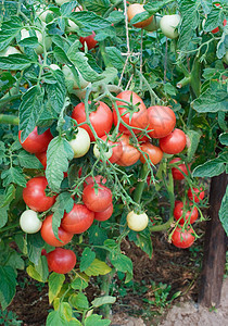 番茄的丰富结实农场植物灌木丛种植园红色水平水果农业种植者菜园图片