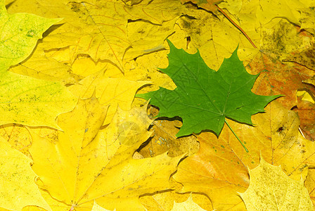 叶子背光曲线季节白色艺术宏观边界季节性植物群框架图片