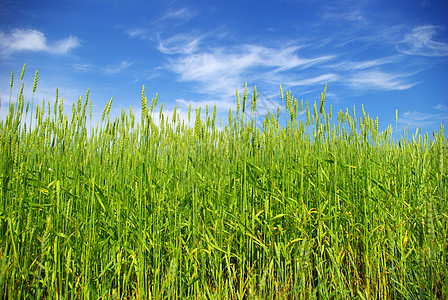夏季玉米生产种子生长蓝色黄色农民尖刺绿色粮食天空图片