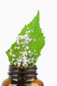 小瓶子里的叶子和鲜花温泉宏观玻璃医疗场景草本植物白色治疗棕色绿色图片