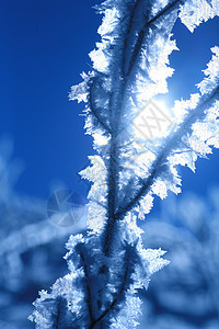 冰厂水晶雪花火花天气冻结白色蓝色天空衬套太阳图片