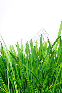 绿绿草露珠场地草地高尔夫球桌面花园快乐蓝色生态墙纸图片