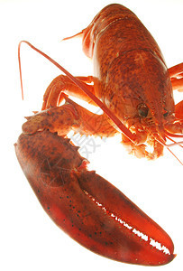 龙虾天线奢华午餐烹饪市场营养贝类甲壳小龙虾熟食图片