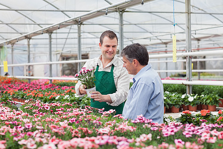 男人和雇员在温室看鲜花图片