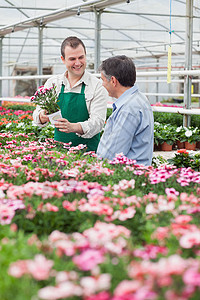 给顾客展示温室花朵的工人图片