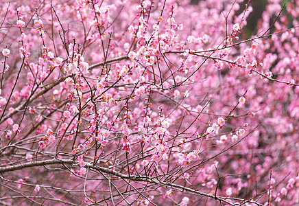 梅花花植物乡村花瓣花期园艺季节李子植物群美丽粉色图片