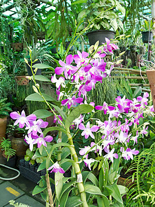 兰花花瓣紫色植物学生长美丽花园植物群植物温泉热带图片