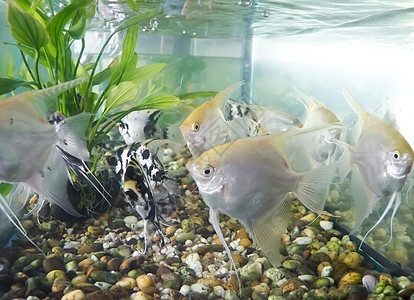 鱼类海鲜养殖食物烹饪荒野旅行水族馆钓鱼鼠科市场图片